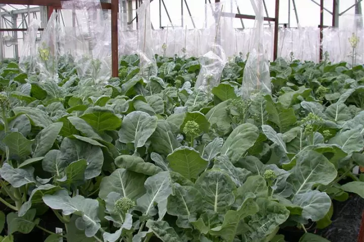 Scientists at UK's John Innes Center are growing broccoli that doesn't require a period of cold weather to produce flowers