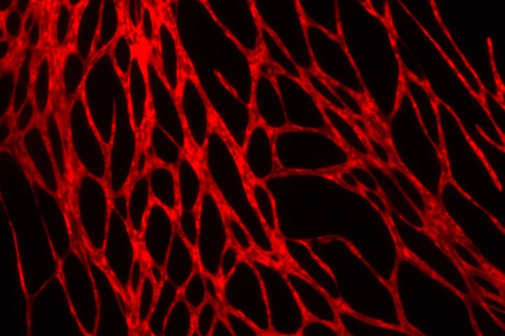 A microscope image of the vascular system within the bioprinted skin