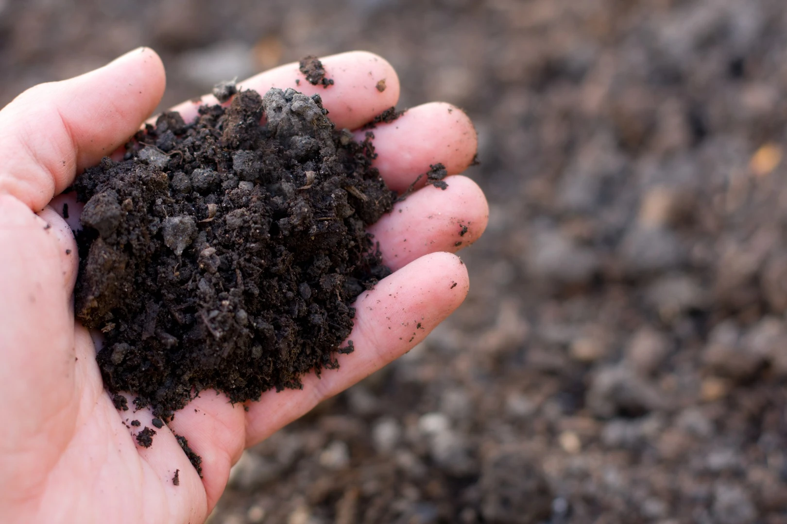 Years of research have revealed how a certain bacteria, found in dirt, can confer inflammatory effects in human beings