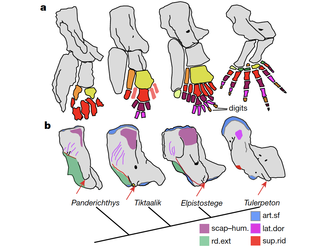 Comparative anatomy of pectoral limb endoskeleton and humerus of stem-tetrapod fish and earlier