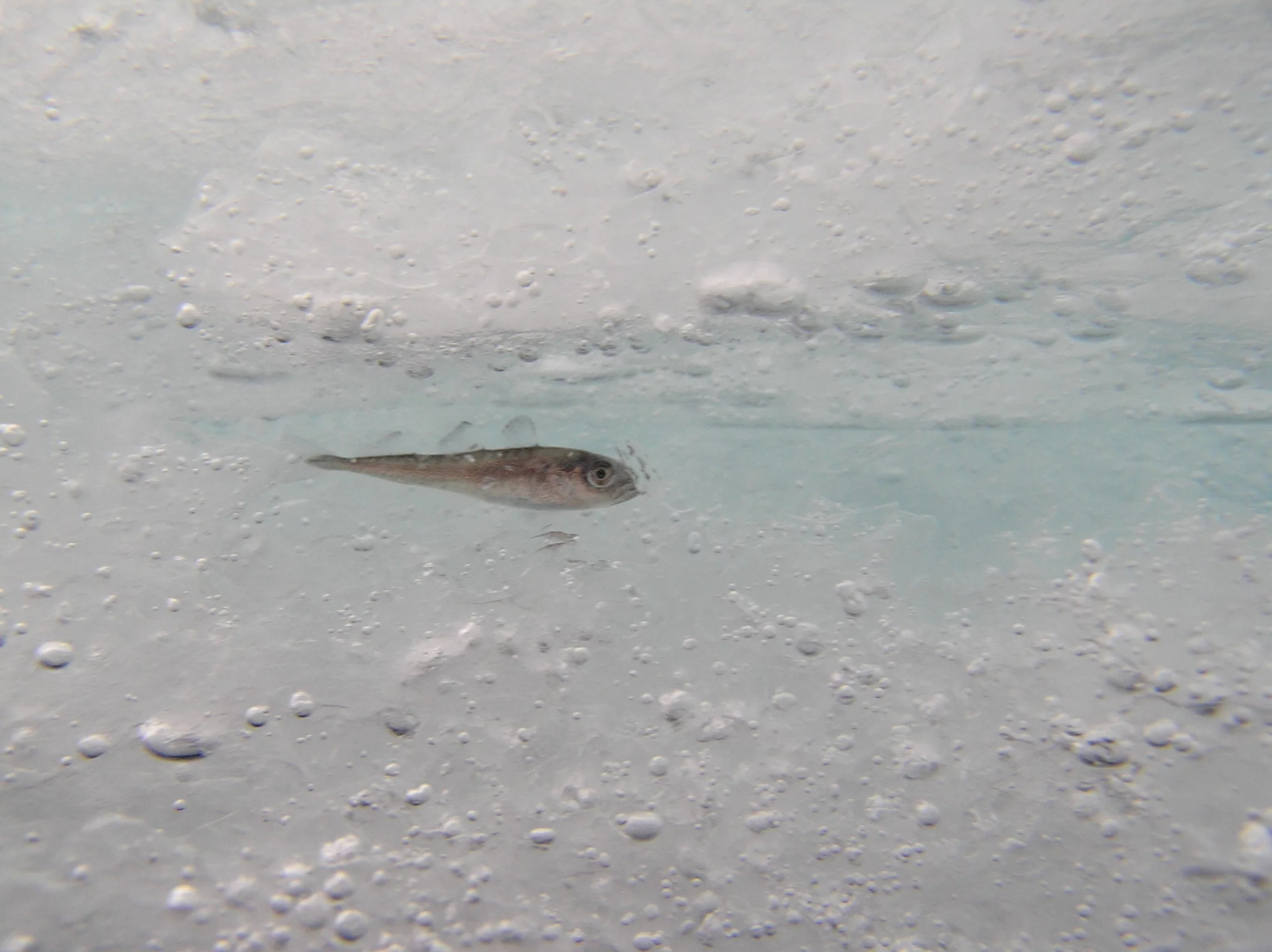 Polymers similar to the proteins found in this Arctic cod could dramatically improve the cryogenic storage of blood