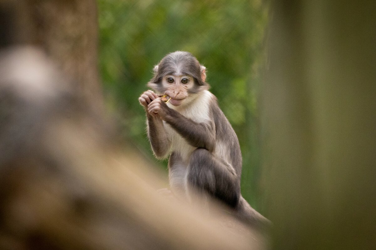 A monkey ate the wrong squirrel – and started an outbreak
