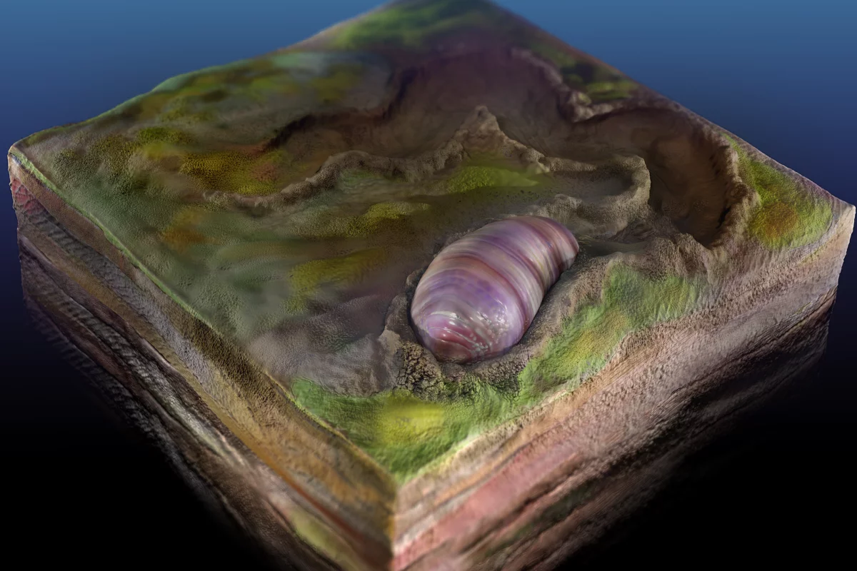 An artist's impression of Ikaria wariootia, and its burrow