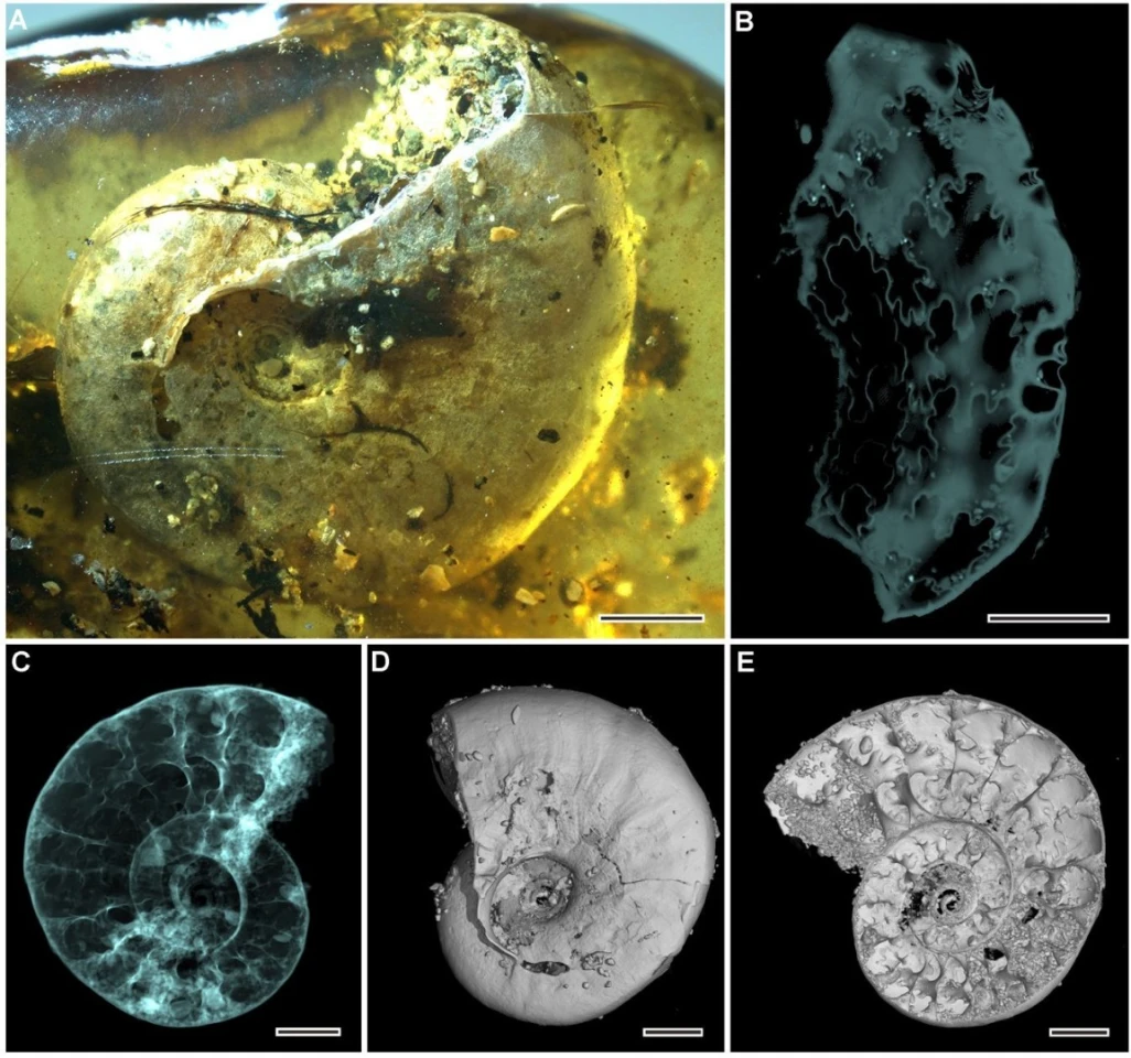 The ammonite shell as seen under a microscope (A), and various reconstructions from microtomography
