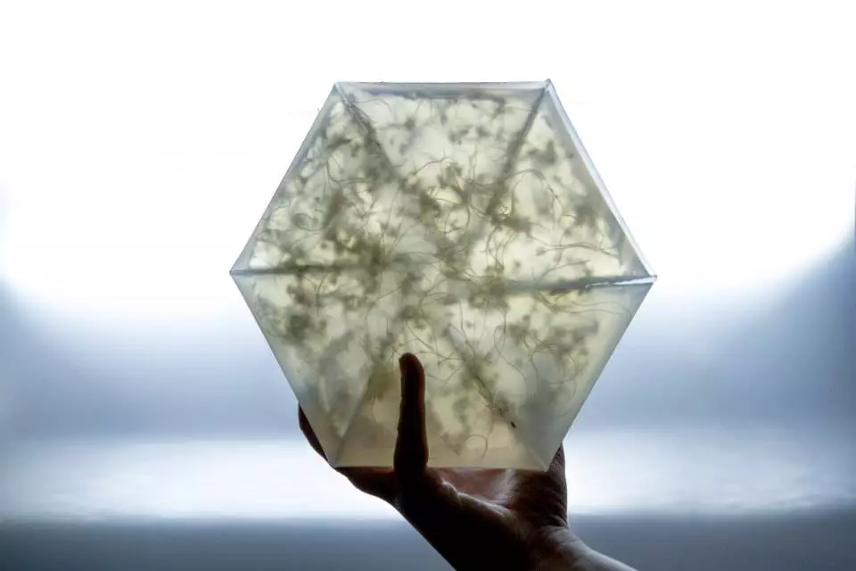 When folded into its origami figure the Microgarden kit becomes a conical structure capable of growing tasty microgreens in only two weeks (Photo Merav Maroody)