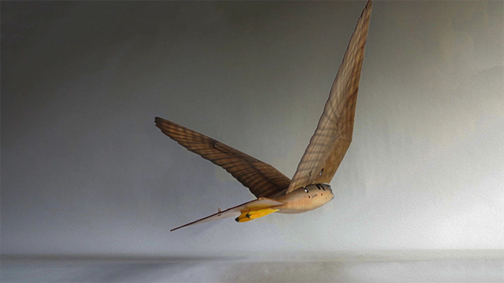 Robotic raptors look and fly like the real thing