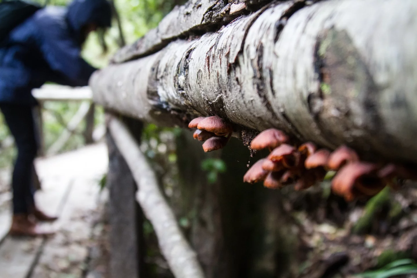 Brightly colored mushrooms sprout out of the handrails lining the wooden walkways
