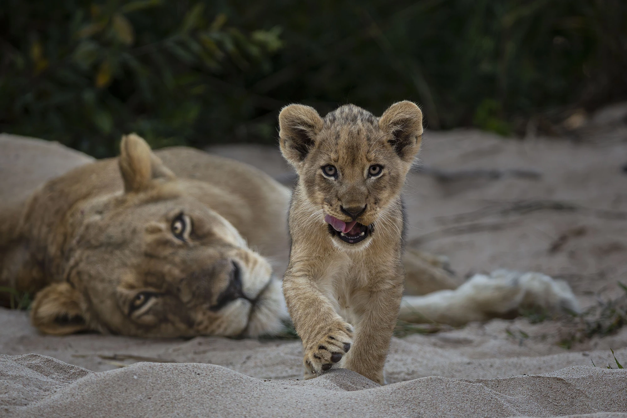 'Curiosity', South Africa