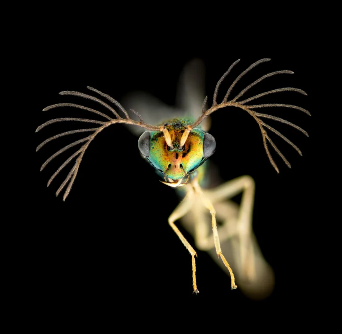 Image of Distinction: Male wasp from Fiji