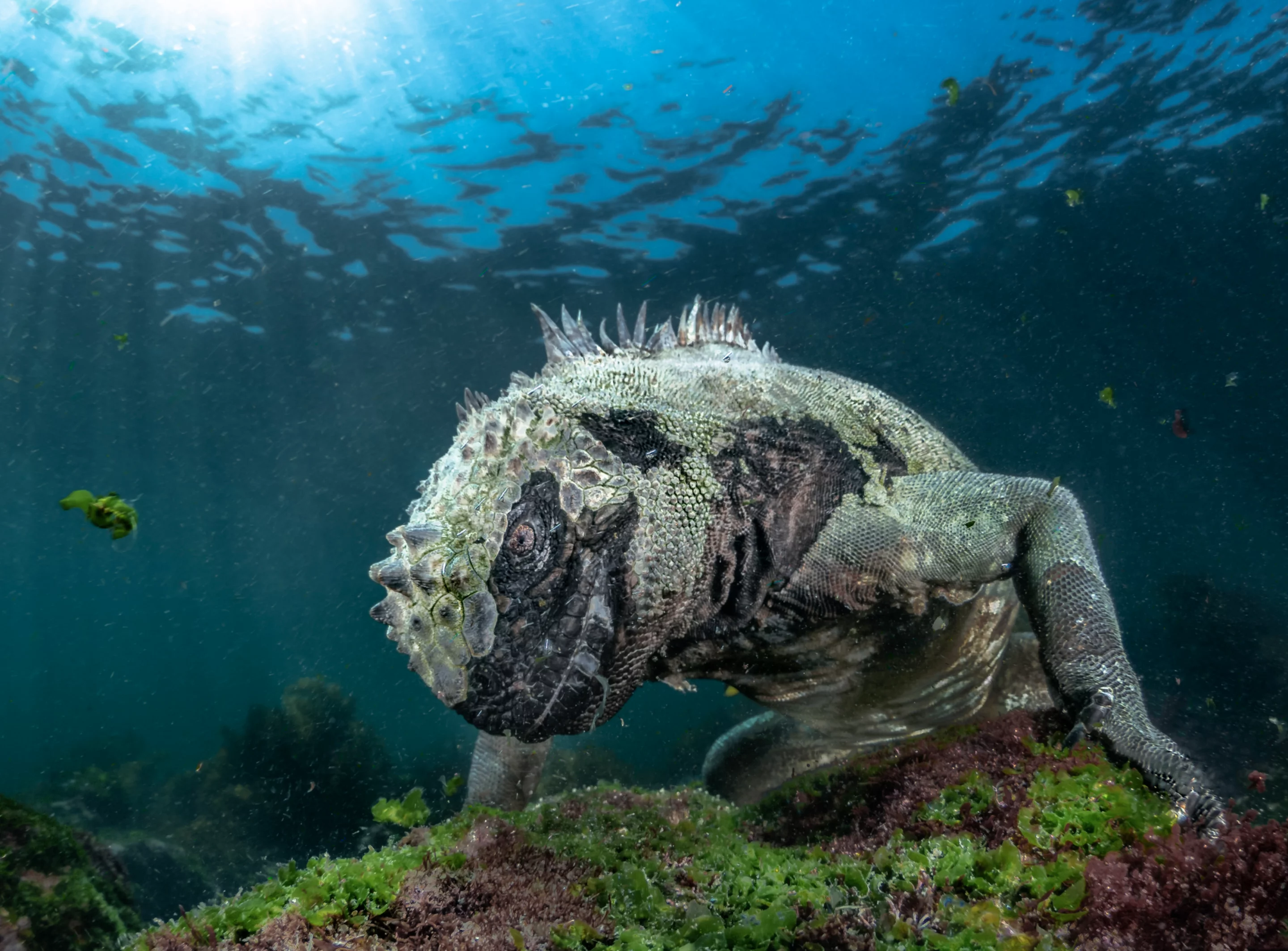 Sea Dragon by Pier Mané, Aquatic Life Winner, Galápagos Islands, Ecuador