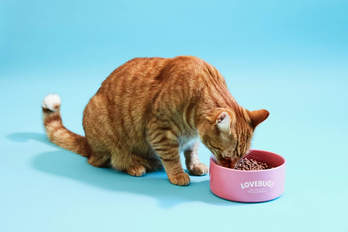 Made with black soldier fly larvae, Lovebug reportedly provides a "healthy mix" of amino acids, good fats and micronutrients