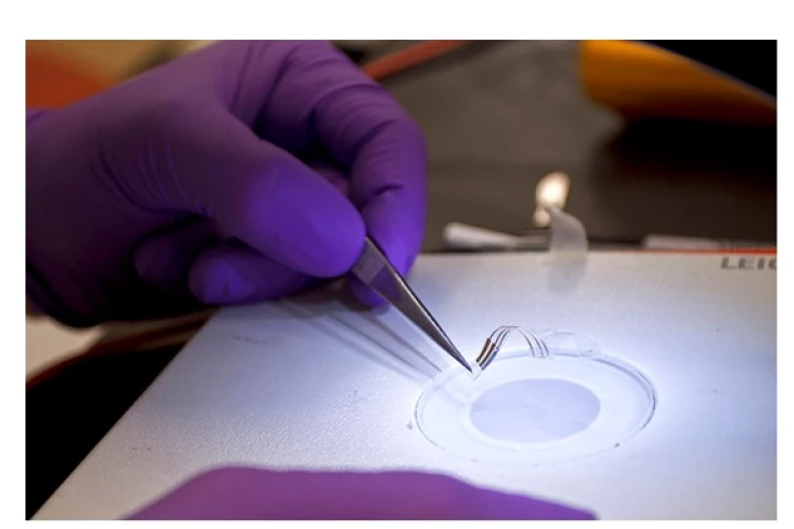 These implantable shape changing transistors can grip nerves and tissues, changing shape within the body, while still maintaining their electronic properties (Photo: UT Dallas)