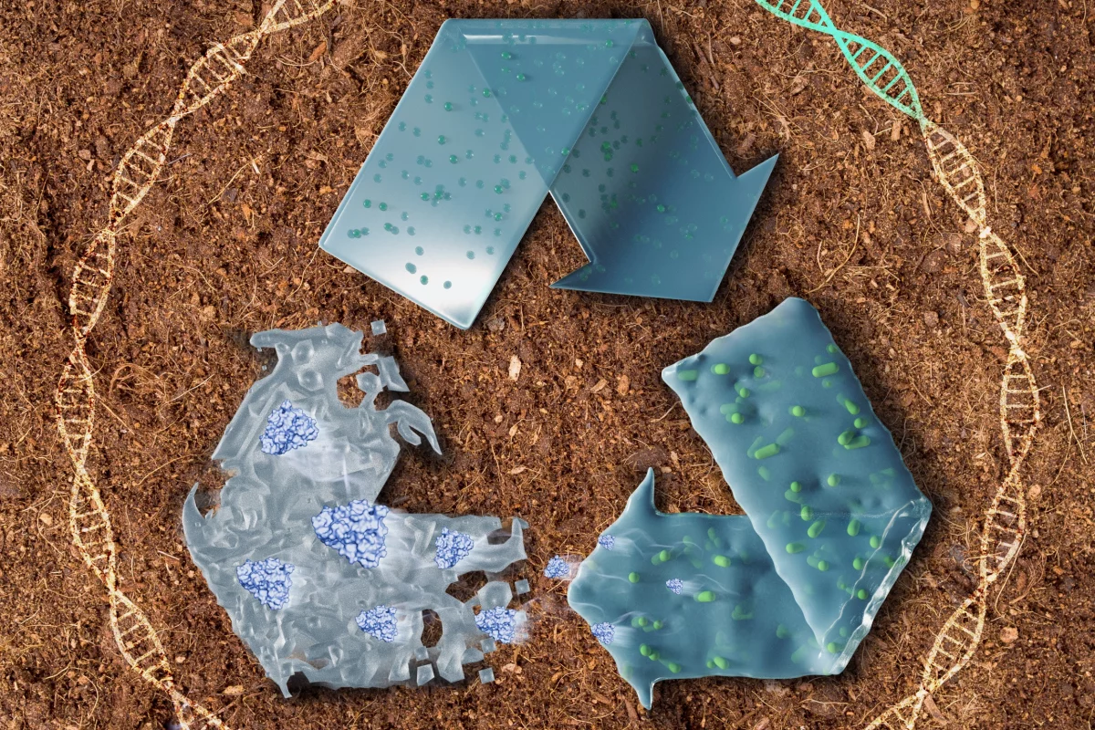 This graphic shows how the plastic is loaded with bacterial spores (green dots, top) which proceed to germinate and degrade the material when prompted