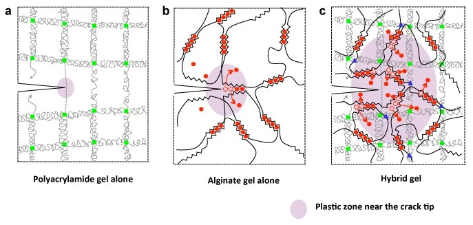 The structure of the two separate polymers, and their combined structure