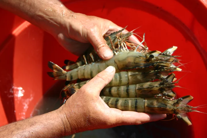 Prawns raised on the Novacq fish-free feed additive (Photo: CSIRO)