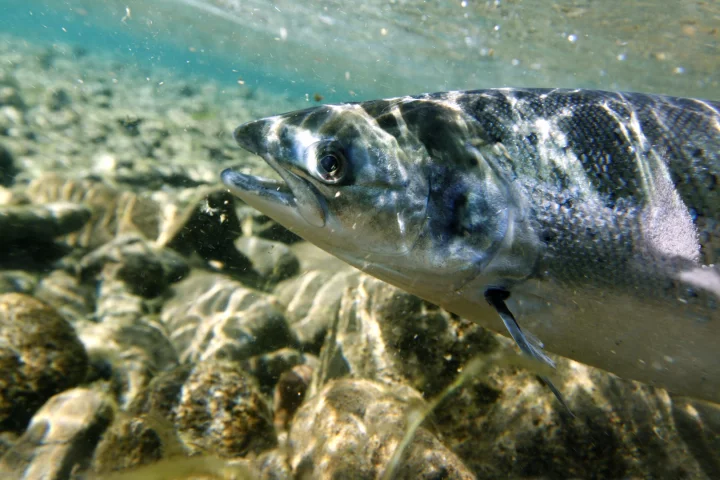 The FDA has approved a genetically modified Atlantic salmon for human consumption