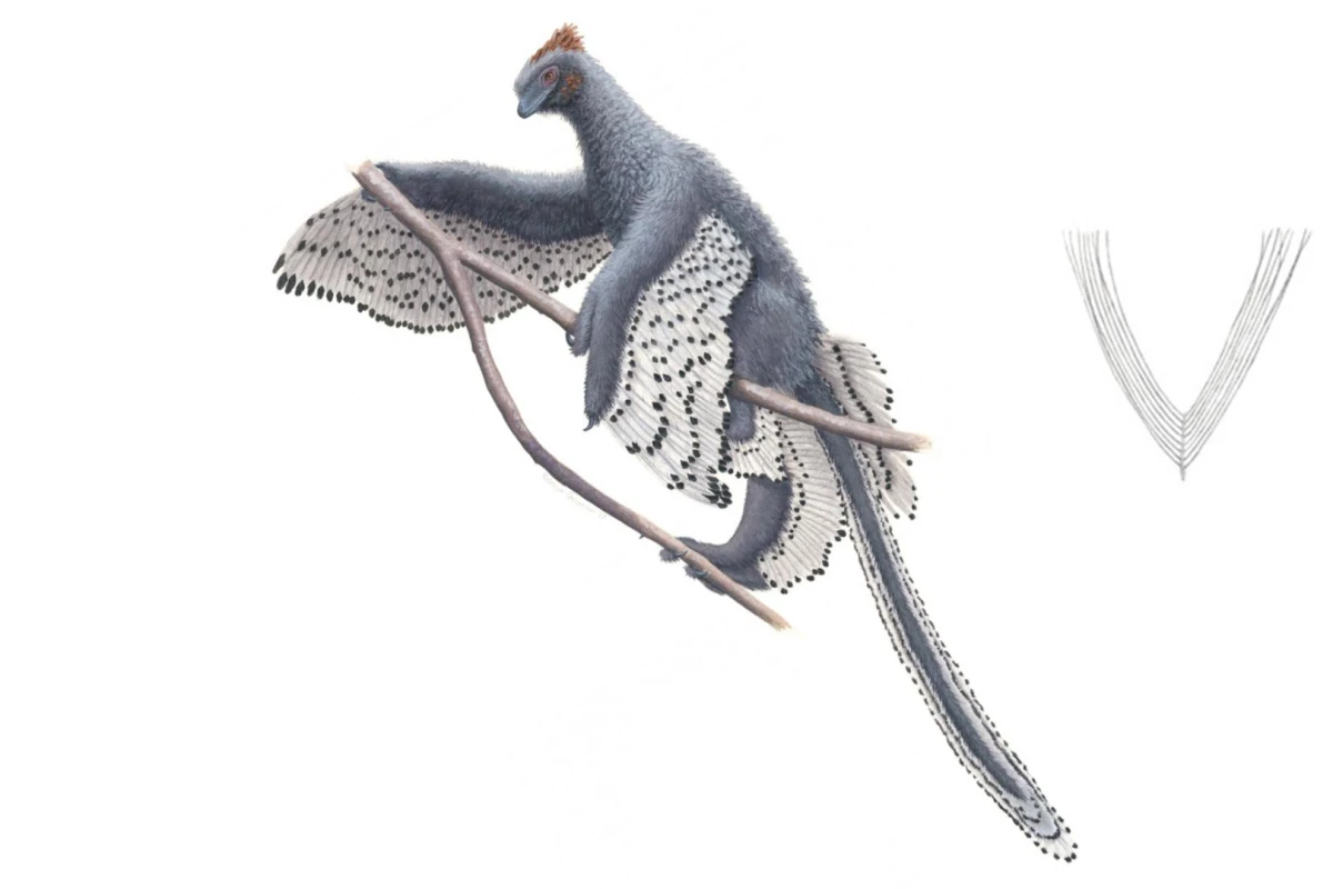 This drawing of the bird-like dinosaur, Anchiornis, may just be the most accurate depiction of any dinosaur species ever