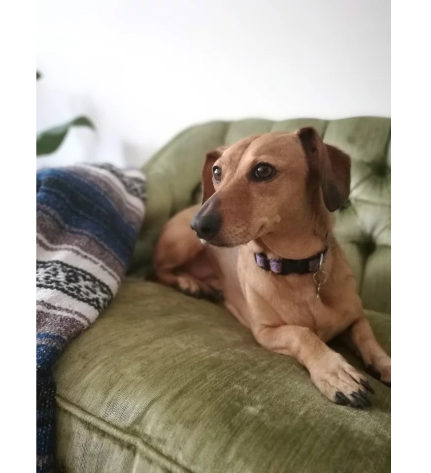 Bokeh-heavy image taken with the Honor 8. Note the background blur.