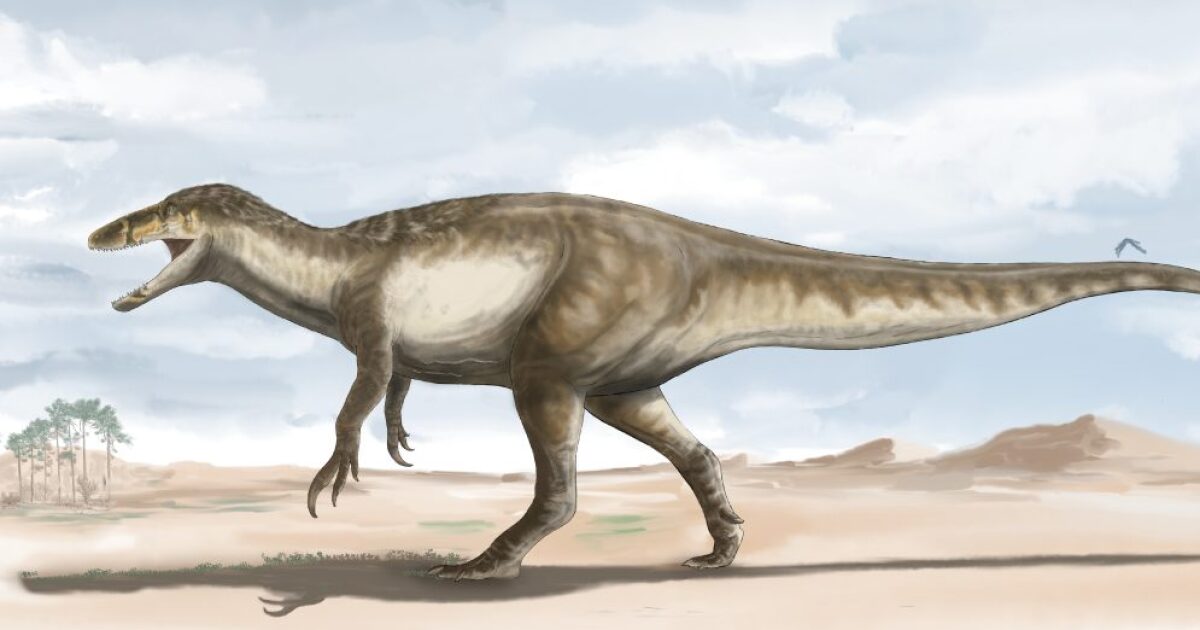 Megaraptor Largest Known Raptor Dinosaur Uncovered In South America