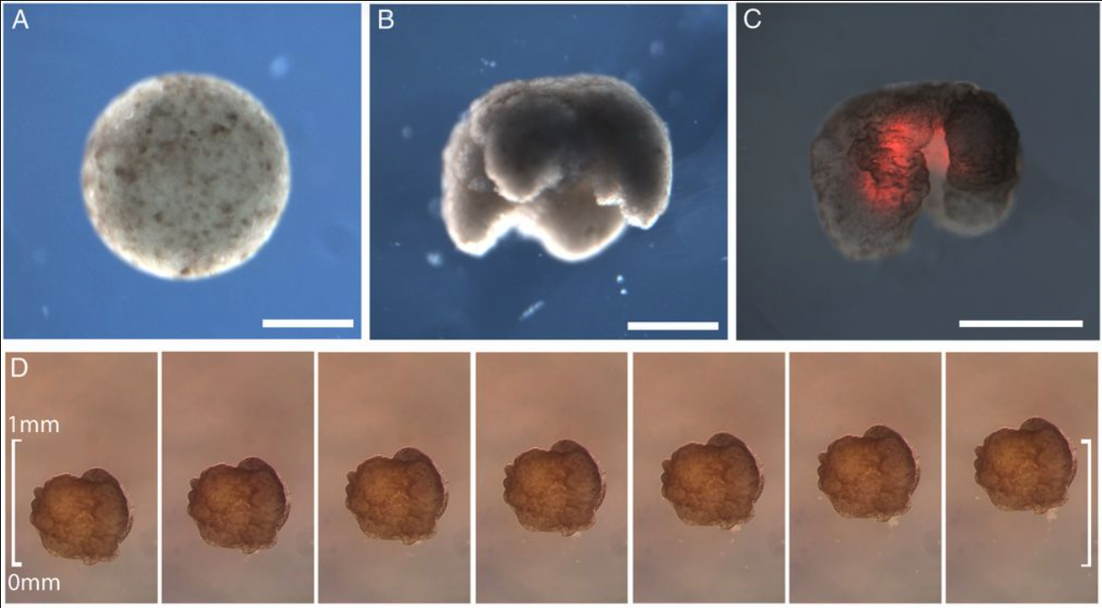 Engineered Xenomorphs: collections of living cells making their way through the world, freed from the obligation to become the organism they were born from