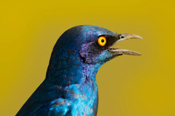 Unlike humans, birds can perceive ultraviolet light