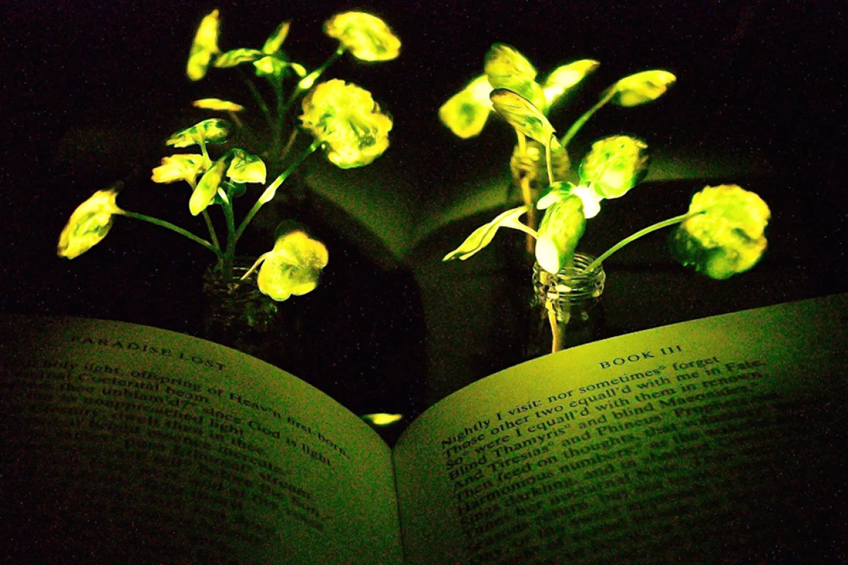 MIT researchers have created glowing plants, which could eventually be used to light rooms or streets without electricity