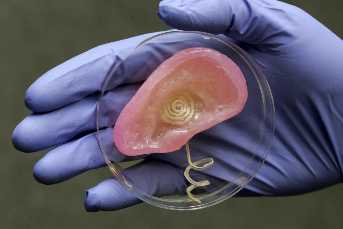 Researchers have successfully combined biology and electronics, in the form of this bionic ear