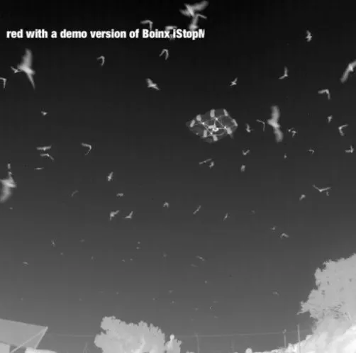 Engineers have created an unmanned aircraft known as the Batcopter, for studying the flight characteristics of bats (Image: Kenn Sebesta)