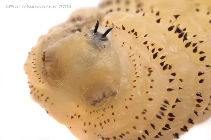 Dr Piotr Nacklewski allowed two human bot fly larvae to grow to maturity under his skin