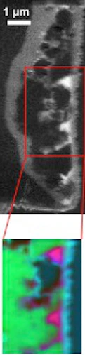 These X-ray images show organic matter (magenta, bottom image) and carbon (top)