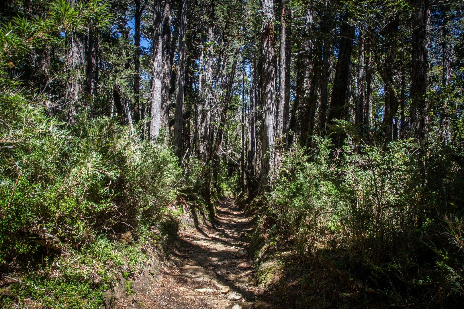 The trail follows an old logging route from the 1940s