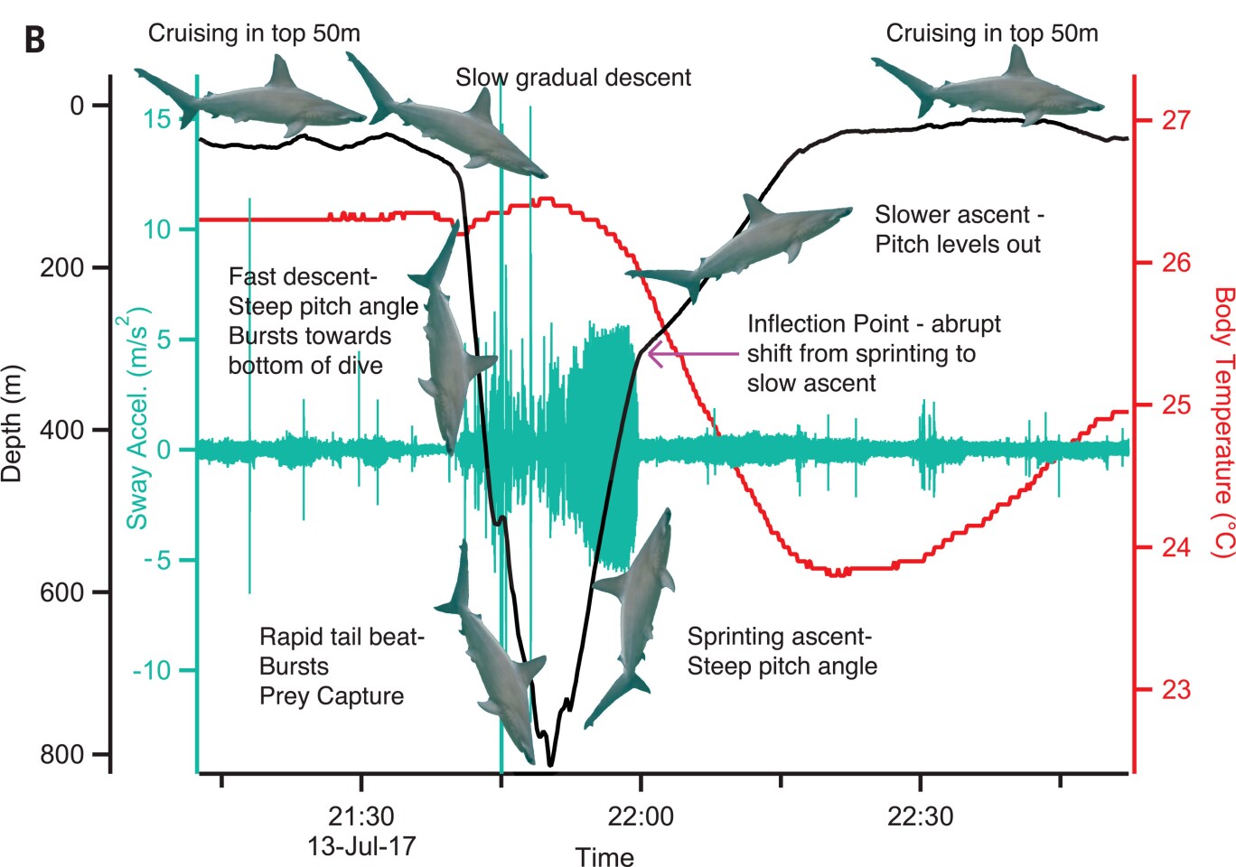 Diagram showing the scalloped hammerhead's swimming behavior and body temperature during a deep dive. Shown here are depth (black), intramuscular temperature (red), and acceleration of the shark's tail sway (green)