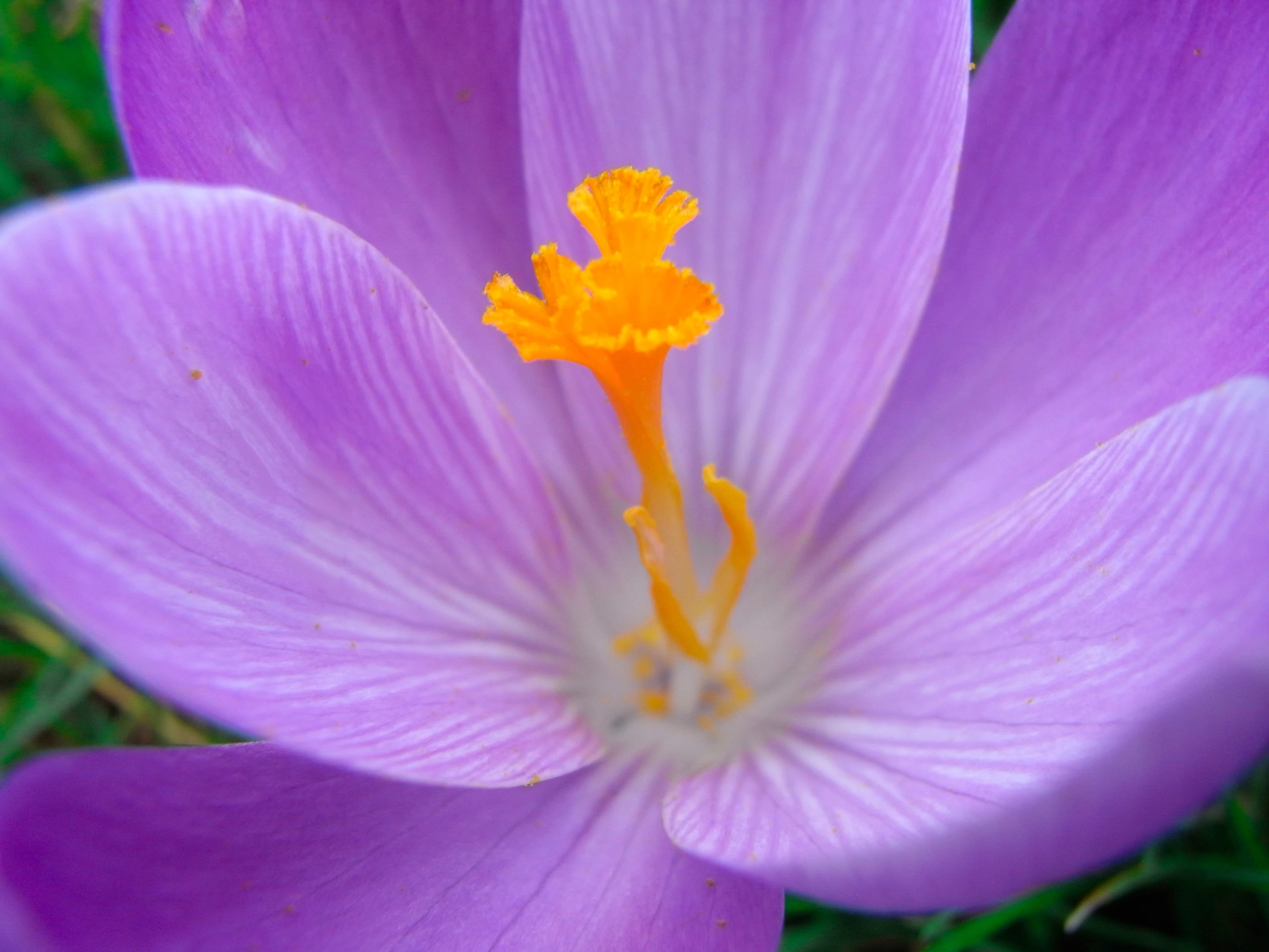 After: flower close-up double plus un-fly (Photo: Gizmag)