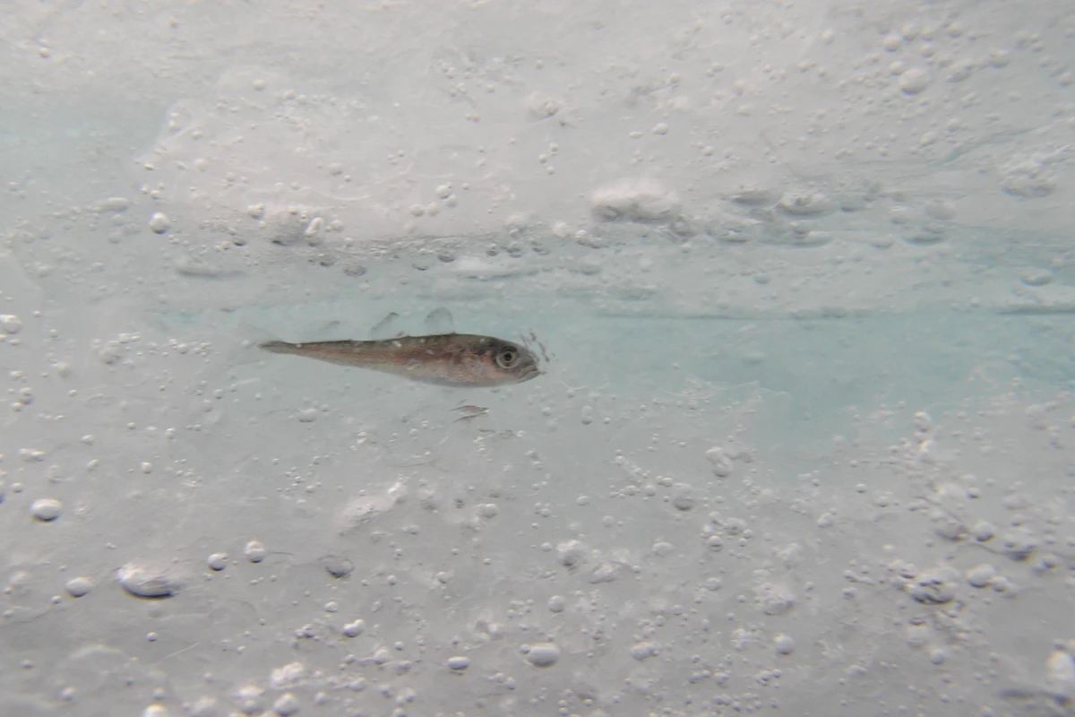 Polymers similar to the proteins found in this Arctic cod could dramatically improve the cryogenic storage of blood