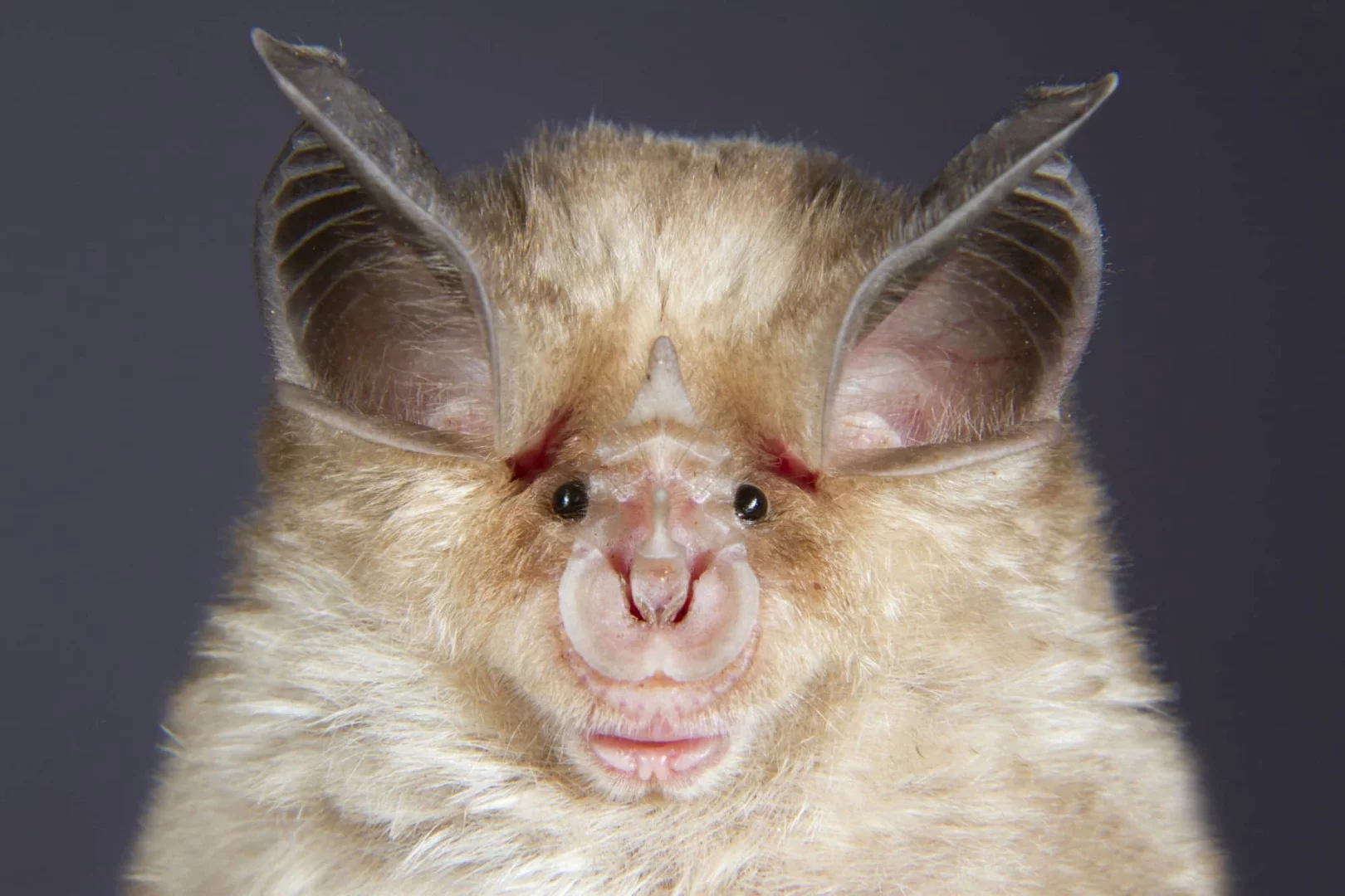 A horseshoe bat, with highly-evolved nose and ears for echo location