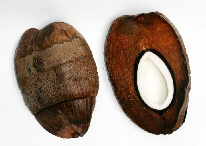 A cross-section of a coconut (right), showing its exocarp, mesocarp, endocarp and seedling