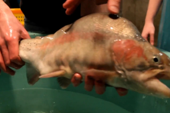 What are you lookin' at? The transgenic trout flexes its six-pack