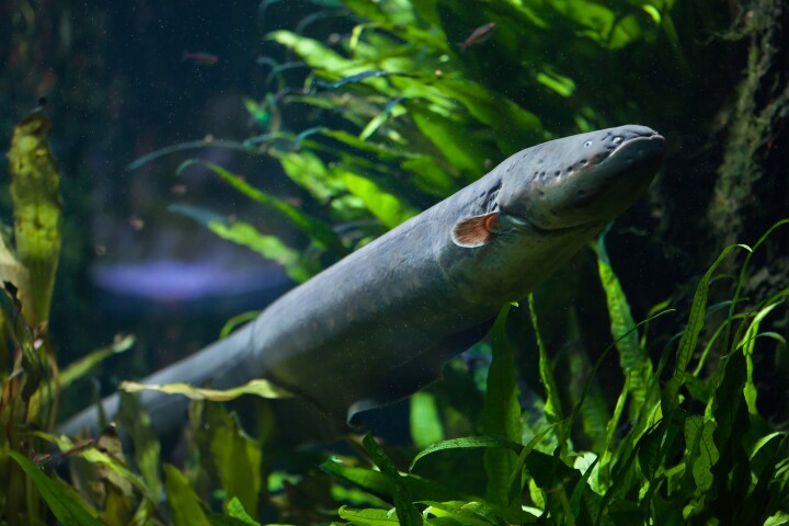 A study has found that the discharge from an electric eel can transfer environmental DNA to nearby animals