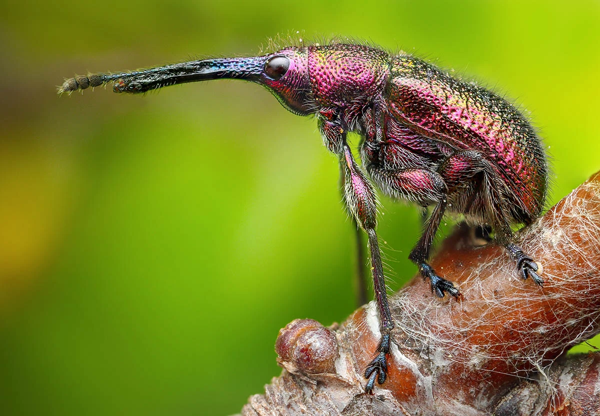 2nd Place, Big Nose. Myjava, Trenčín, Slovakia. "This tiny snout beetle is actually a ‘true’ weevil of the family Curculionidae. I located it at about 6am in the morning in Myjava when I shot in manual mode to gain three separate images. My intention was to focus stack them to improve depth of field and sharpness"
