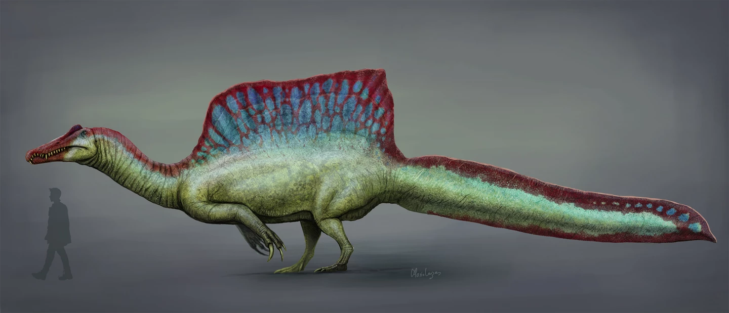 Unlike Spinosaurus (pictured here) fully aquatic prehistoric reptiles such as the mosasaurs and plesiosaurs were not actually dinosaurs