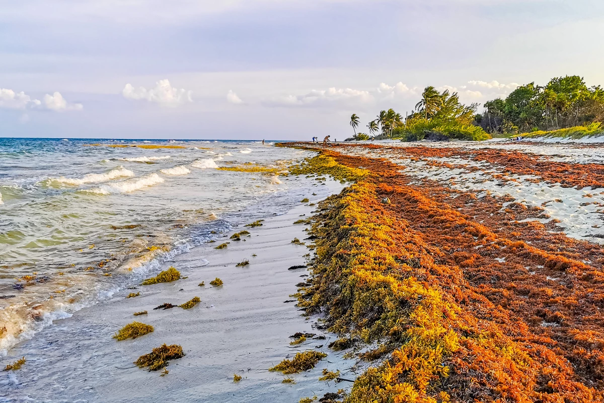 A common form of seaweed, piling up on tropical beaches, could be used to make eco-friendly concrete
