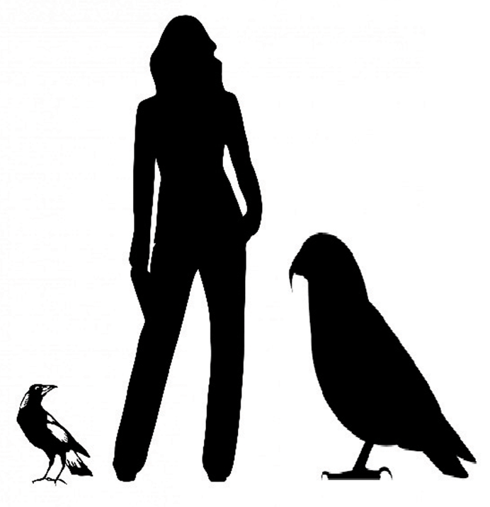 A size comparison of the giant parrot Heracles inexpectatus, next to an average human and a common magpie
