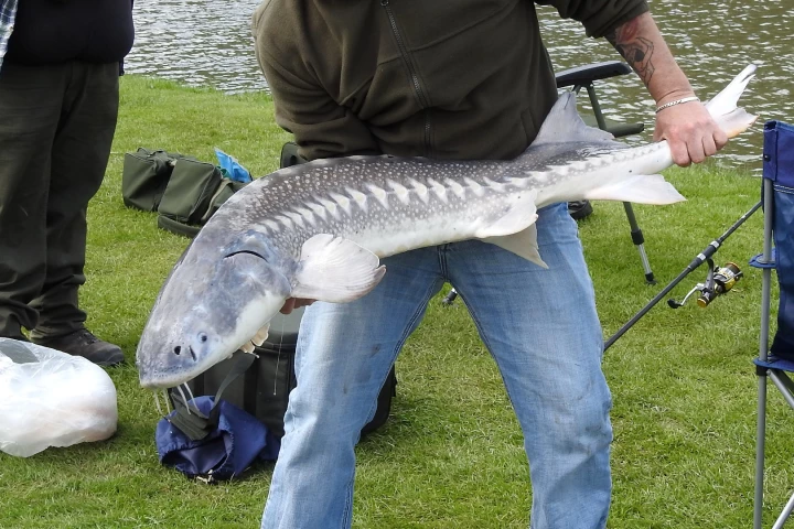 According to the scientists, lakes and rivers are home to one third of all vertebrate species worldwide