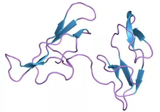 Molecular structure of the soybean-derived Bowman-Birk Protease Inhibitor (BBI)