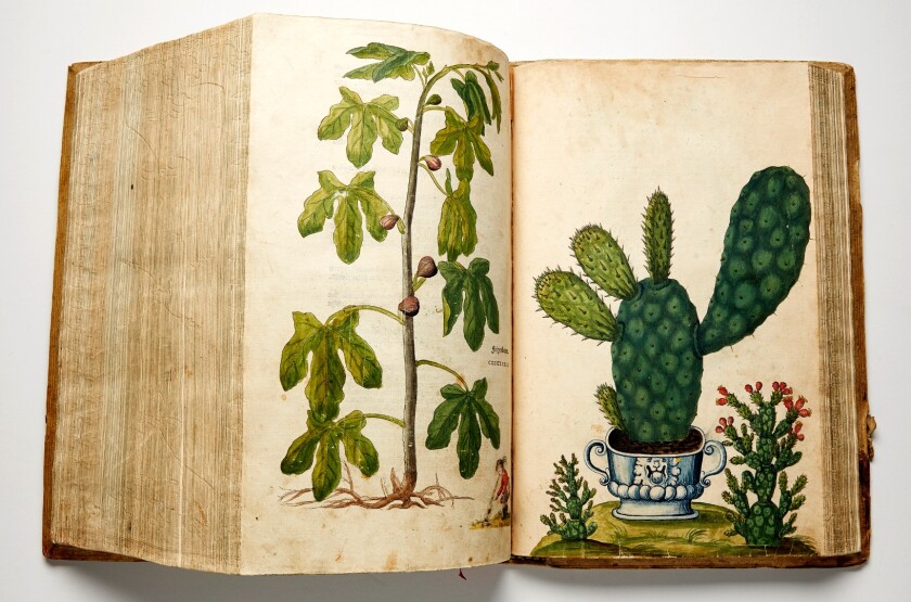 A finely-coloured first edition in Latin of "perhaps the most celebrated and most beautiful herbal ever published" (PMM), De Historia Stirpium Commentarii Insignes was first published in Basel in 1542, covering 497 plants and with over 500 woodcut illustrations. Over 100 of the plants in the book were first descriptions, and Leonhart Fuchs is righfully regarded as one of the German fathers of the science of Botany. Fuchs name lives on through the plant and the colour named after him. Stanford University Press called this book, "one of the best illustrated books of all time and a masterpiece of the German Renaissance". In addition to the Latin first edition above, which sold for $405,799 (GBP £309,000) at Sothebys on November 2, 2107, a German edition of this book, entitled New Kreüterbuch, sold for $142,139 (1,250,000 SEK) at Stockholms Auktionsverk on June 20, 2017.