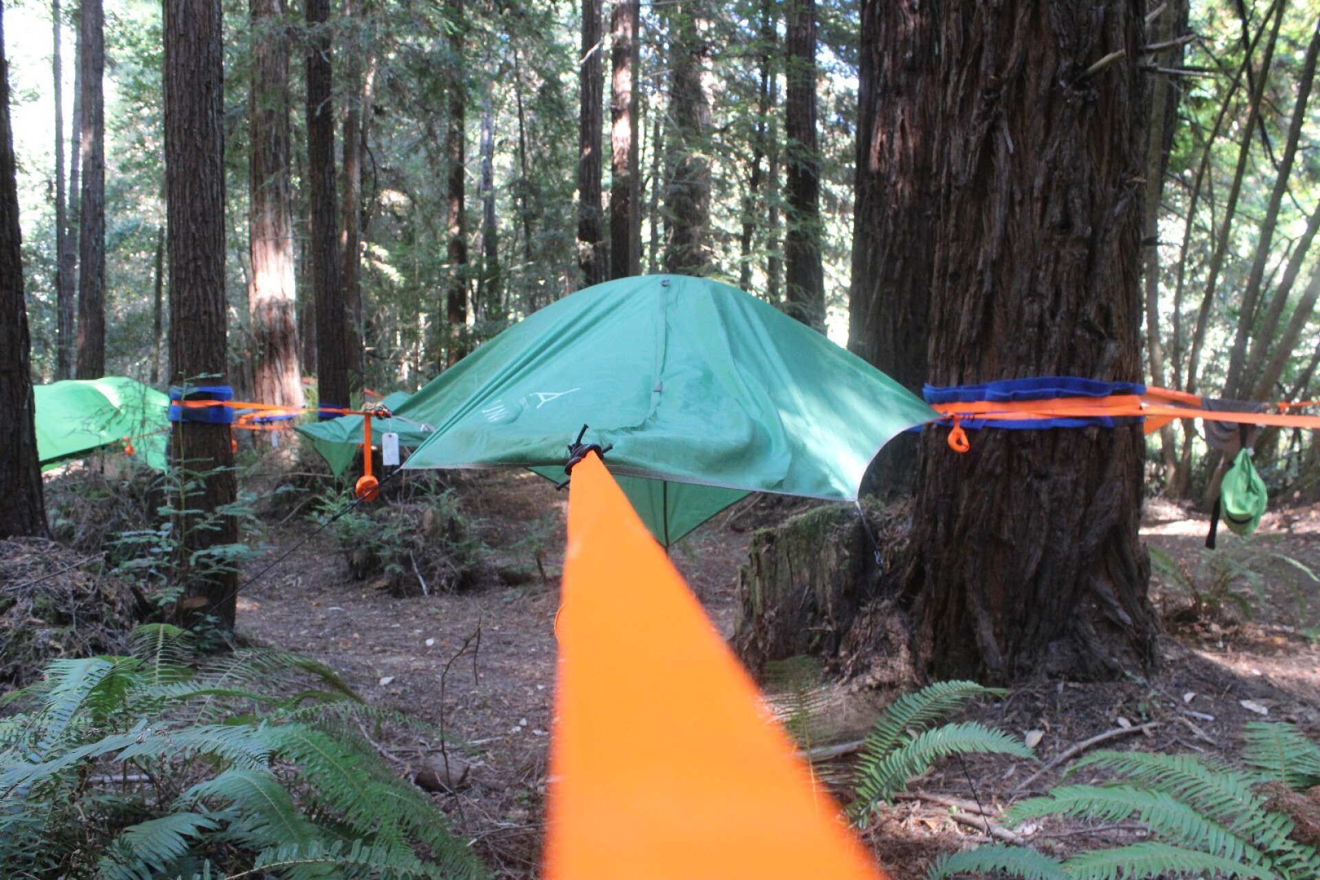 Review Sleeping among towering redwoods in a Tentsile tree tent