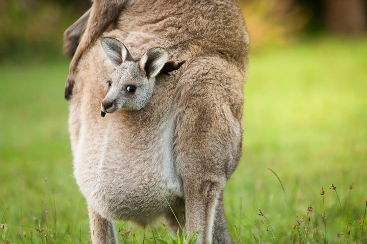 Bacteria found in baby kangaroo feces produce acetic acid – not methane – as they aid in the digestive process