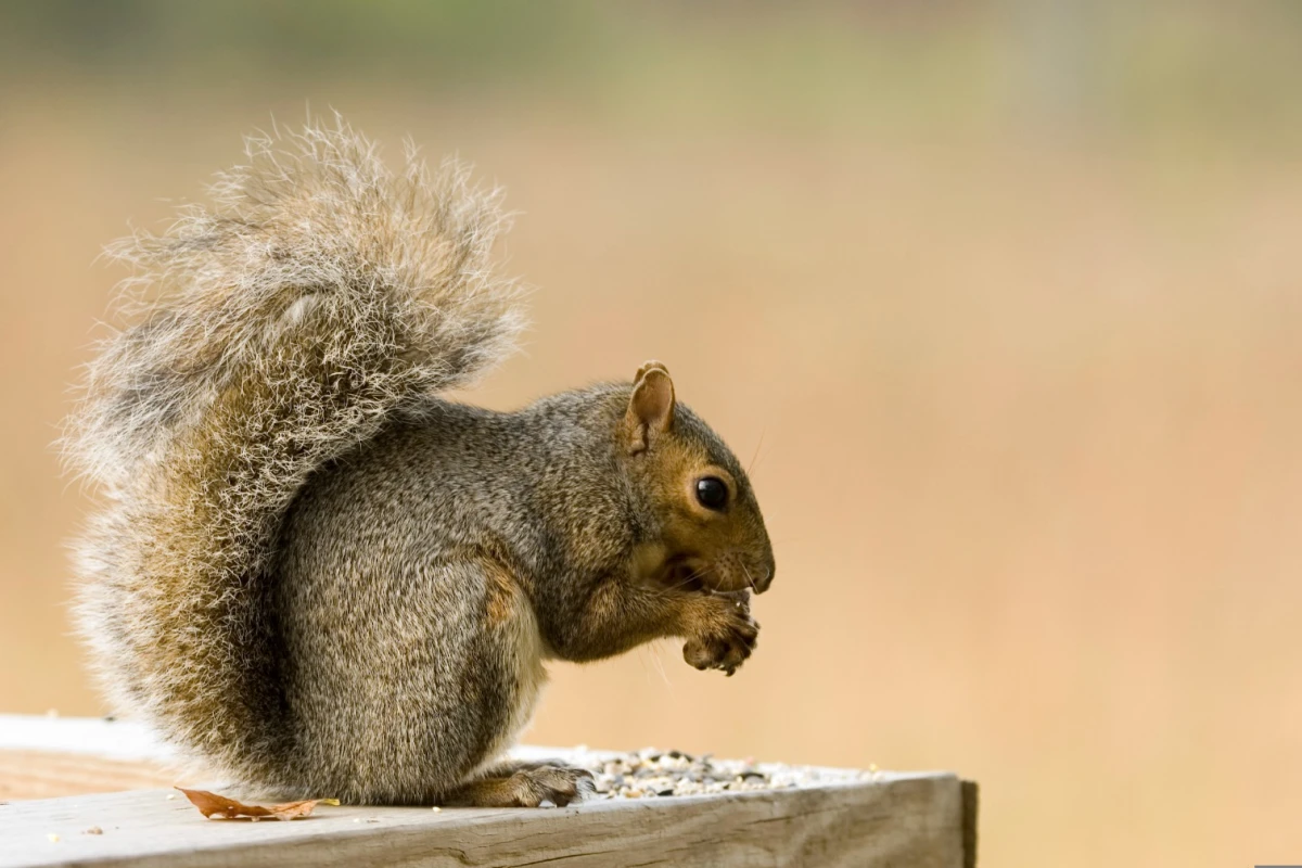 The findings might explain why squirrels are so good at surviving in cities, the researchers explain