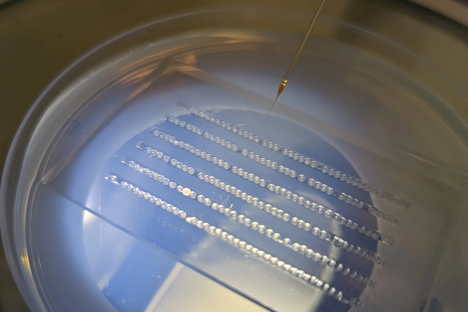 Microinjections were utilized to introduce the genes into zebrafish eggs