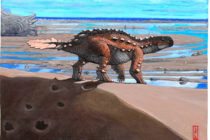 Stegouros elengassen likely lived in a river delta environment some 74 million years ago